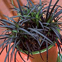 Черное растение
