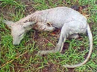 В Техасе, США было поймано существо похожее на Чупакабру